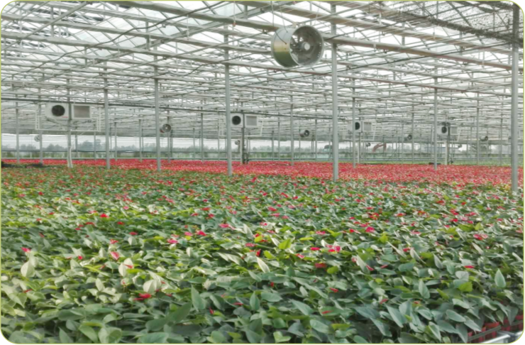 水源熱泵助力大棚種植