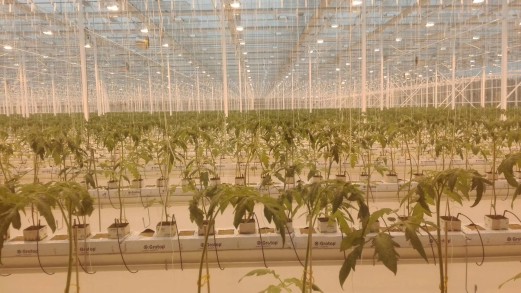 農(nóng)業(yè)大棚種植用水源熱泵機(jī)組