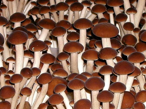 食用菌專用冷水機組系統(tǒng)設(shè)計