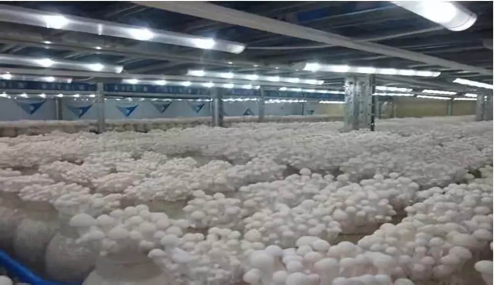 冷水機組系統(tǒng)設計